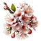 Bouquet of sakura flowers, cherry blossom on a transparent background. Floral arrangement.