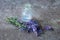 bouquet Salvia pratensis, meadow clary or meadow sage purple flowers near bottle of medicine on a concrete background. Collection