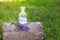 bouquet Salvia pratensis, meadow clary or meadow sage purple flowers near bottle of medicine on stump in forest on a background of