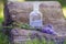 bouquet Salvia pratensis, meadow clary or meadow sage purple flowers near bottle of medicine on stump in forest on a background of