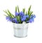 Bouquet from scilla in a small bucket.