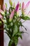 Bouquet with several stalks of Lilium. The flowers have not yet opened.