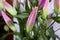 Bouquet with several stalks of Lilium. The flowers have not yet opened.