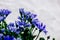 Bouquet of small blue cineraria flowers and green leaves on a background of a white signage textured wall