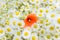 Bouquet of small white daisies and one flower bright red poppy in the middle of the bouquet