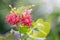 Bouquet of soft pink, red and white rangoon creeper or drunken sailor flower with green leaves and sunlight.