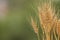 Bouquet of spikelets of ripe wheat on a blurred green background close up