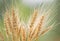 A bouquet of spikelets of ripe wheat in the center of the image on a blurry green background close up