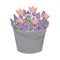 Bouquet of spring doodle hyacinths and tulip flowers in grey bucket isolated on white background. Vector illustration