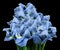 A bouquet of spring flowers of light blue irises on the black isolated background. Close-up.