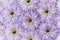 A bouquet of spring flowers of light violet chrysanthemums. Background of flowers white-purple chrysanthemums close-up. For des
