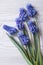 Bouquet of spring flowers muscari blue close up vertical