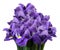 A bouquet of spring flowers of violet irises on a white isolated background. Close-up.