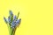 Bouquet of spring muscari flowers on color background, top view