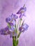 Bouquet of spring purple Irises