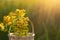 Bouquet of St. John`s wort in the basket on background of grass in a sunbeam. Medicinal herbs, tea collection, alternative