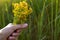 Bouquet of St. John`s wort in your hand on a background of grass in a sunbeam. Medicinal herbs, tea collection, alternative