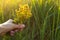 Bouquet of St. John`s wort in your hand on a background of grass in a sunbeam. Medicinal herbs, tea collection, alternative