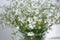 Bouquet of Stellaria flowers.