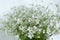 bouquet of Stellaria flowers