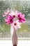 A bouquet of summer cosmos flowers in a vase. Pink Cosmea flowers in the rays of sunlight