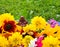 Bouquet of summer flowers and ceramic buddha figureine on colorful wooden boards.