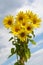 Bouquet sunflower