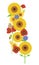 Bouquet of sunflower blossoms, poppy and poppyhead, with grain o
