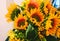 Bouquet sunflower yellow flowers green leaves