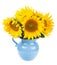 Bouquet of sunflowers in blue pitcher isolated on