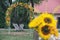 Bouquet of sunflowers. Original wedding floral decoration in the form of mini-vases