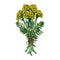 Bouquet of tansy officinalis. Tied with canvas rope. Pharmacy herb. Watercolor hand drawn illustration. Isolate on white