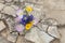 Bouquet of Texas wildflowers in a jar on stone ground