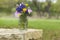 Bouquet of Texas wildflowers in a jar on stone wall