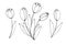 Bouquet of three contour flowers of tulips. Vector hand drawn design element. Simple black outline doodle. Symbol of spring, love