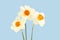 Bouquet of three daffodils isolated on light blue background