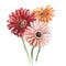 Bouquet of three gerberas-orange, pink and red. Watercolor sketch. Isolated on white background.