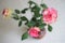 Bouquet of three pale pink yellow roses in a vase on a table, top view