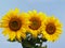 Bouquet of three sunflower