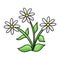 Bouquet of three white chamomile flowers with green leaves, vector cartoon