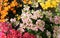 Bouquet of tiny flowers of the kalanchoe plant