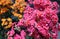 Bouquet of tiny flowers of the kalanchoe plant