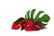 Bouquet of tropical red flowers as heart and leaves Anthurium tailflower, flamingo flower, laceleaf, leaf Monstera on a white