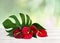 Bouquet of tropical red flowers as heart and leaves Anthurium tailflower, flamingo flower, laceleaf and leaves monstera