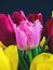 bouquet of tulips of different varieties on a dark background close-up, copy space