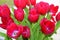 Bouquet of Tulips Home Gardening and  MotherÂ´s Day WomenÂ´s Day