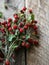 A bouquet of twigs of ripe wild strawberries with leaves on rustic wood background. copy space, selective focus