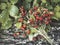 A bouquet of twigs of ripe wild strawberries with leaves on a tree bark in the forest