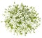 Bouquet of umbels-daisy flowers on white background