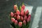 Bouquet of unopened tulips on a dark background in the sun.